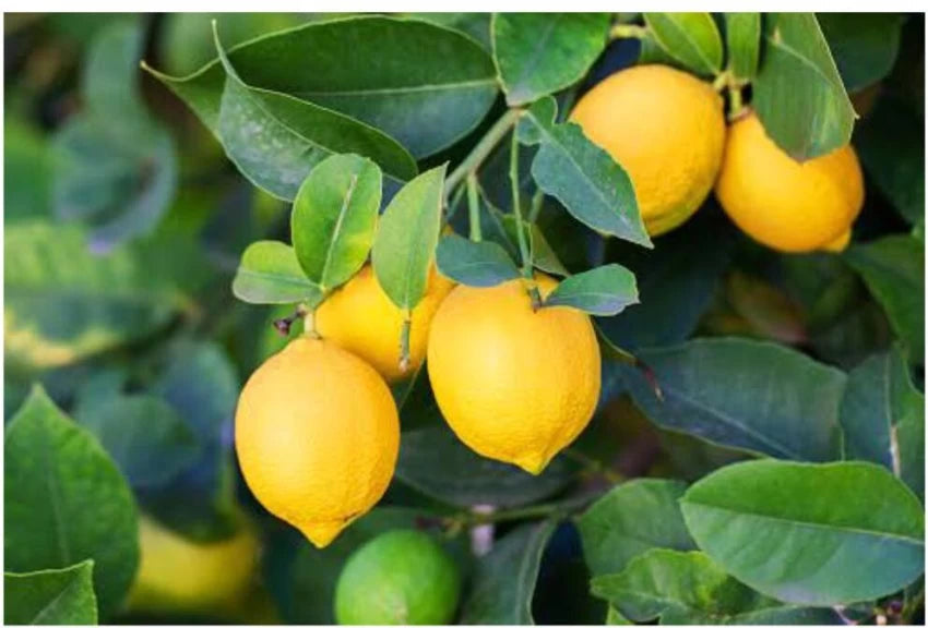 Lemon Citrus limon tree seeds for patio orchard